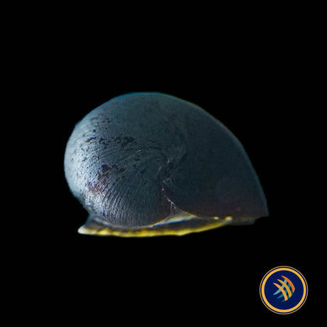 Helmet Nerite Snail (Aquarium Glaser)