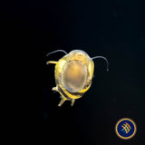 Horned Nerite Snail (Clithon sp.) | Snails Shrimp Crayfish Crabs | Largest Tropical Fish Selection at Your Local Fish Store