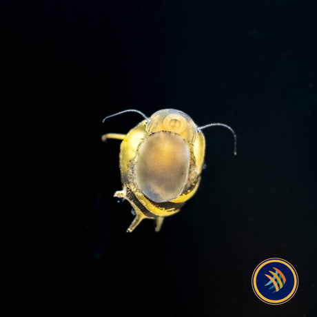 Horned Nerite Snail (Clithon sp.) | Snails Shrimp Crayfish Crabs | Largest Tropical Fish Selection at Your Local Fish Store
