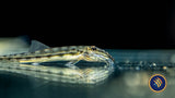 Horseface Loach (Acantopsis choirorhynchos) 5cm | Catfish Loaches & Plecos | Largest Tropical Fish Selection at Your Local Fish Store