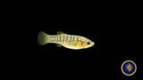 Humpbacked Limia (Limia nigrofasciata) Aquarium Glaser