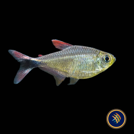 Junior Tetra (Hyphessobrycon robustulus) 