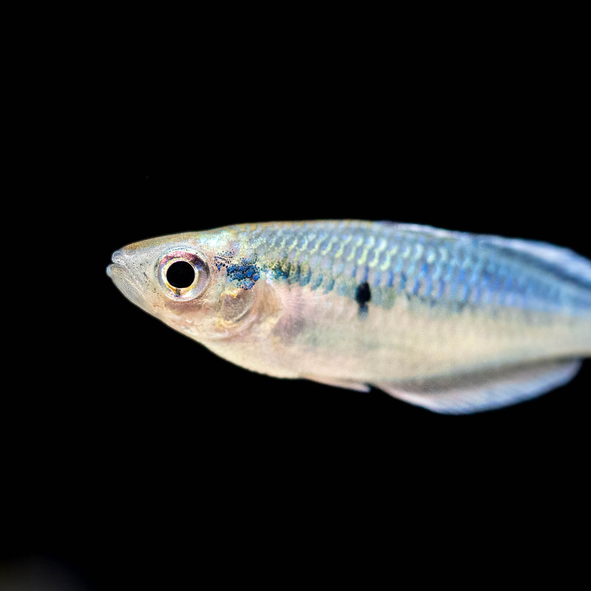 Kali Tawa Rainbowfish (Melanotaenia sp.) – Your Local Fish Store