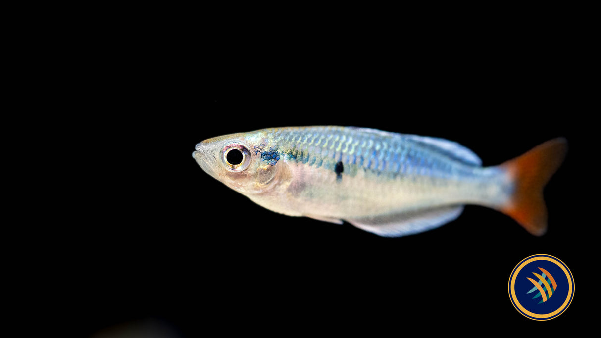 ‘Kali Tawa’ Rainbow Fish Melanotaenia sp.  Medium Aquarium Glaser