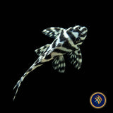 L236 Super White Hypancistrus Pleco (PlecoCeramics)