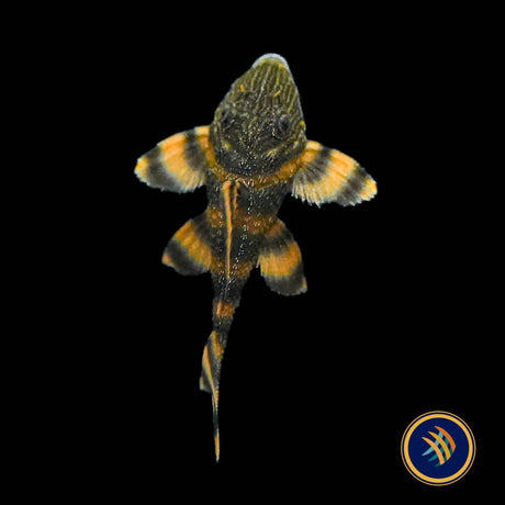 L397 – Alenquer Tiger Pleco (Panaqolus sp. “L397”)