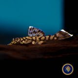 L519 Ancistrus Rio Itenez Pleco