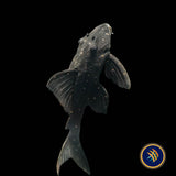 LDA031 Mustard Spot Pleco (Panaqolus albomaculatus)