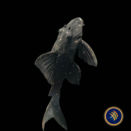 LDA031 Mustard Spot Pleco (Panaqolus albomaculatus)