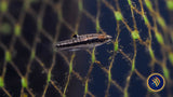 Least Killifish (Heterandria formosa)