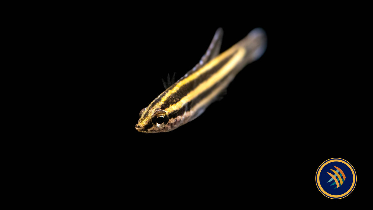 Linkei Liquorice Gourami (Parosphromenus linkei) 2.5-3cm | Cichlids Badis & Gouramis | Largest Tropical Fish Selection at Your Local Fish Store