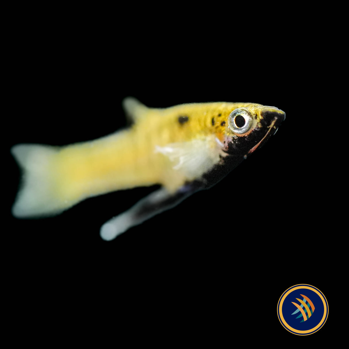 Metallic Livebearer / Black Chin (Girardinus metallicus) Aquarium Glaser Med-Large