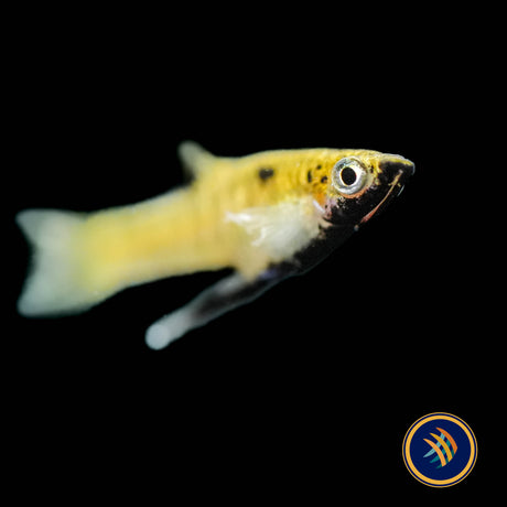 Metallic Livebearer / Black Chin (Girardinus metallicus) Aquarium Glaser Med-Large