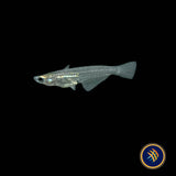 Minute Ricefish (Oryzias minutillus)