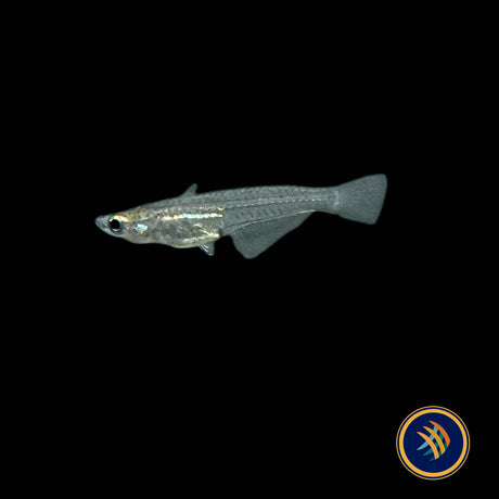 Minute Ricefish (Oryzias minutillus)