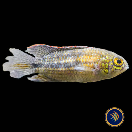 Nannacara sp. "Sourourou"