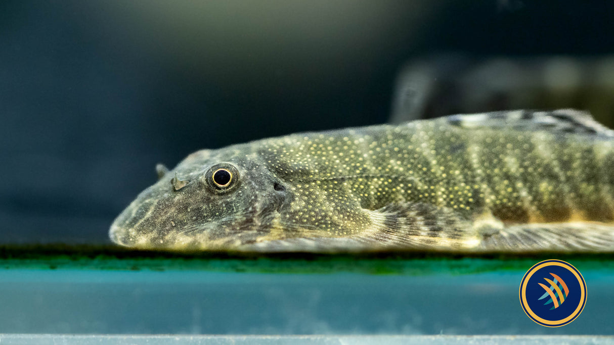 Neon Borneo Sucker (Gastromyzon lepidogaster)