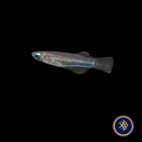 Neon Stripe Lampeye (poropanchax macrophthalmus) 
