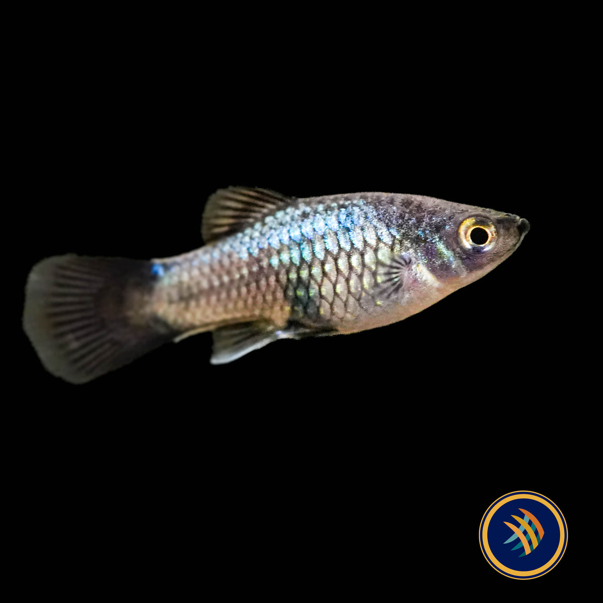 Neon Wagtail Platy (Xiphophorus maculatus) 3.5cm