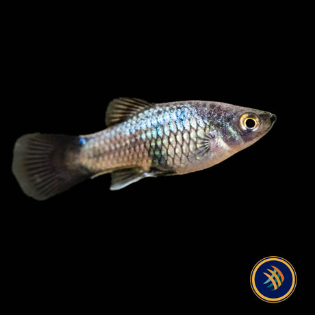 Neon Wagtail Platy (Xiphophorus maculatus) 3.5cm