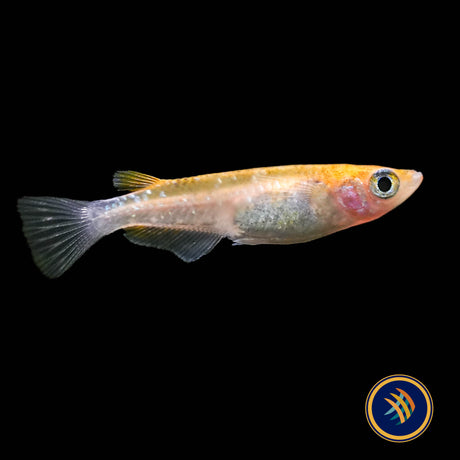 Nishiki Black & Yellow Medaka Rice Fish (Oryzias latipes)