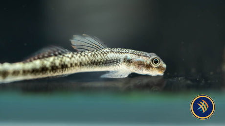 Palauan Riffle Dwarf Goby (Stiphodon pelewensis) 3-4cm