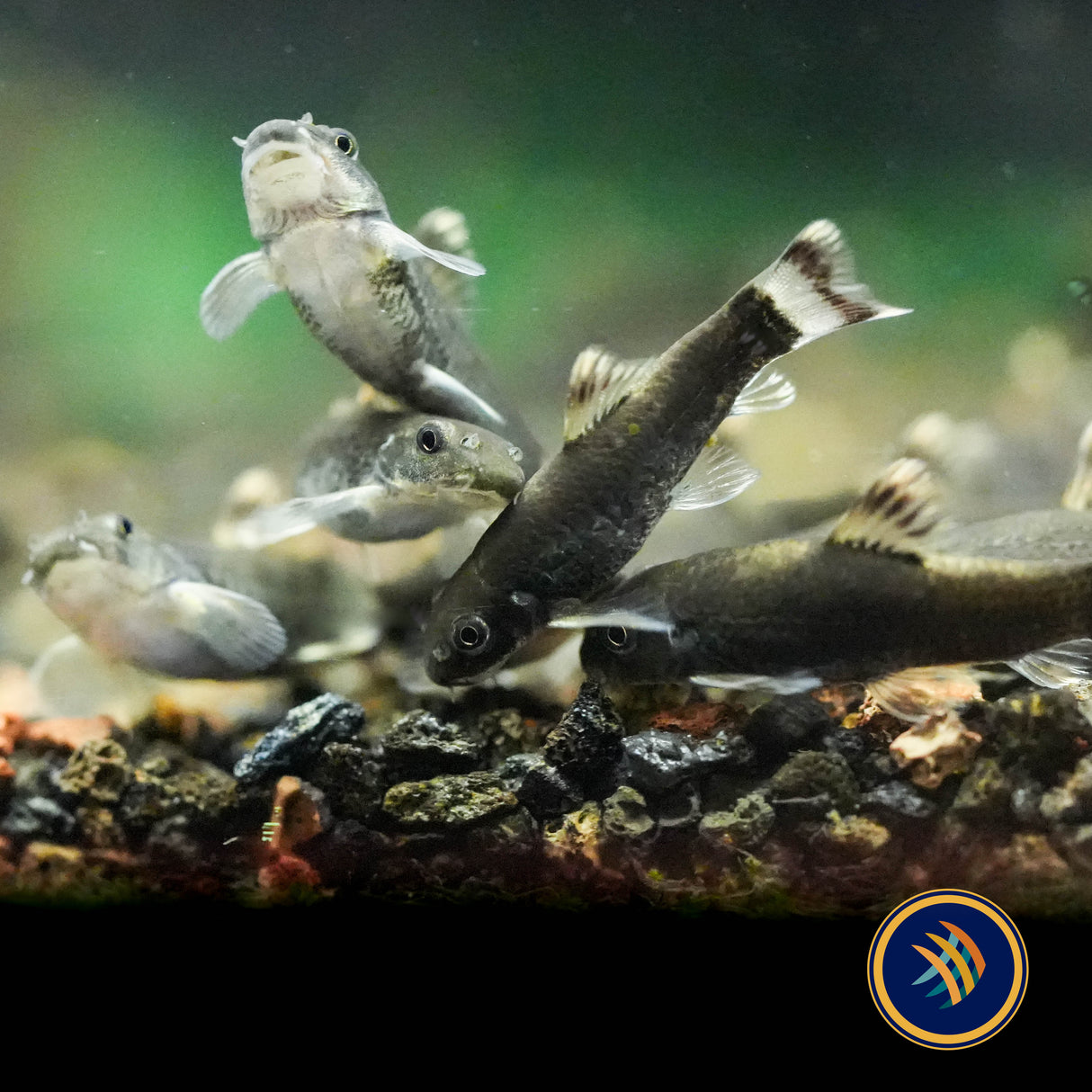 Panda Garra (Garra flavatra) | Other Livestock | Largest Tropical Fish Selection at Your Local Fish Store