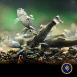 Panda Garra (Garra flavatra) | Other Livestock | Largest Tropical Fish Selection at Your Local Fish Store