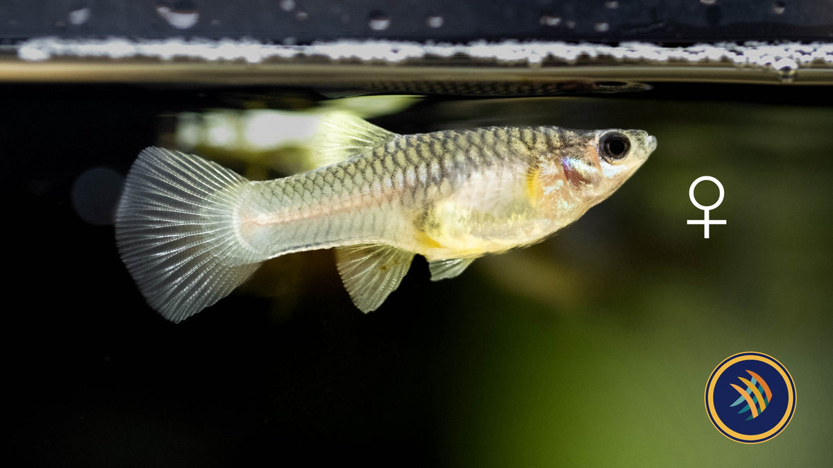 Panda (Mini) Guppy Pair | Livebearers | Largest Tropical Fish Selection at Your Local Fish Store