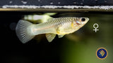 Panda (Mini) Guppy Pair | Livebearers | Largest Tropical Fish Selection at Your Local Fish Store
