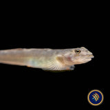 Papuan Red Goby (Lentipes cf. multiradiatus) | Other Livestock | Largest Tropical Fish Selection at Your Local Fish Store