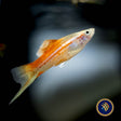 Pineapple Swordtail (Xiphophorus helleri) 4.5cm | Livebearers | Largest Tropical Fish Selection at Your Local Fish Store