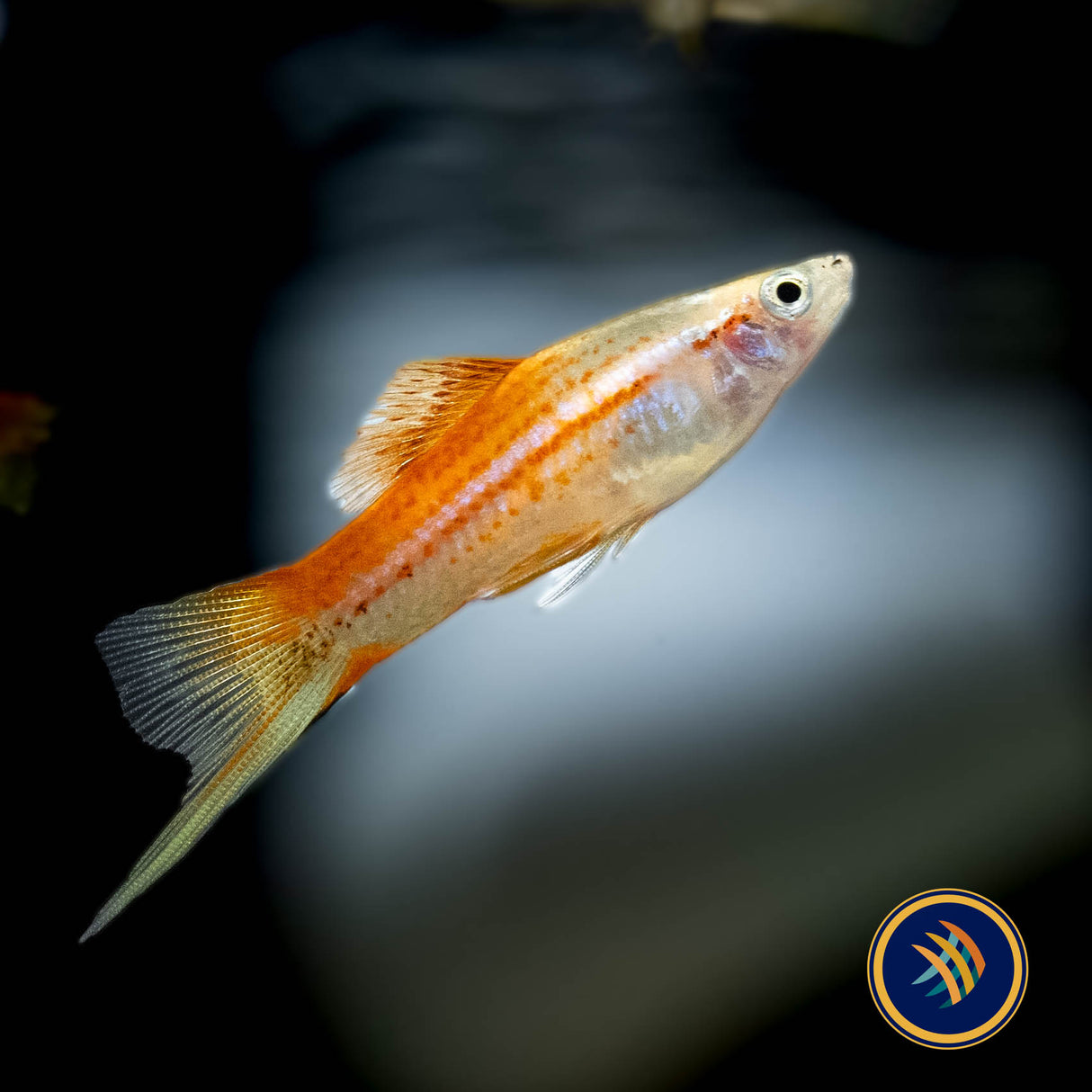 Pineapple Swordtail (Xiphophorus helleri) 4.5cm | Livebearers | Largest Tropical Fish Selection at Your Local Fish Store