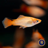 Pink Comet Swordtail (Xiphophorus helleri) 4.5cm | Livebearers | Largest Tropical Fish Selection at Your Local Fish Store