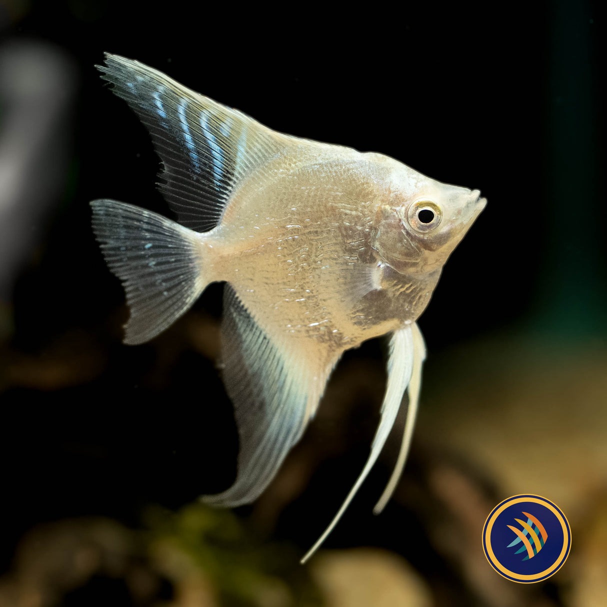 Platinum Angelfish (Pterophyllum scalare) | Cichlids Badis & Gouramis | Largest Tropical Fish Selection at Your Local Fish Store