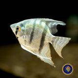 Premium Assorted Angelfish | Cichlids Badis & Gouramis | Largest Tropical Fish Selection at Your Local Fish Store