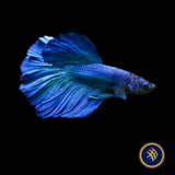 Premium Halfmoon Betta