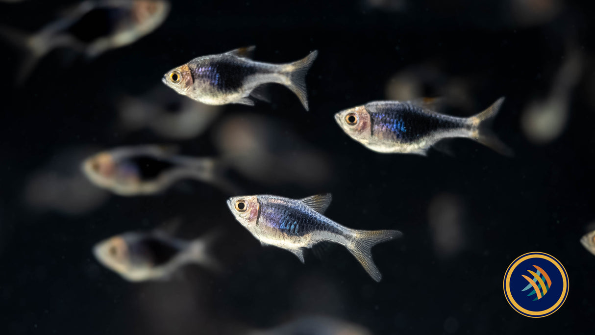 Purple Harlequin Rasbora Large (Trigonostigma heteromorpha) Aquarium Glaser