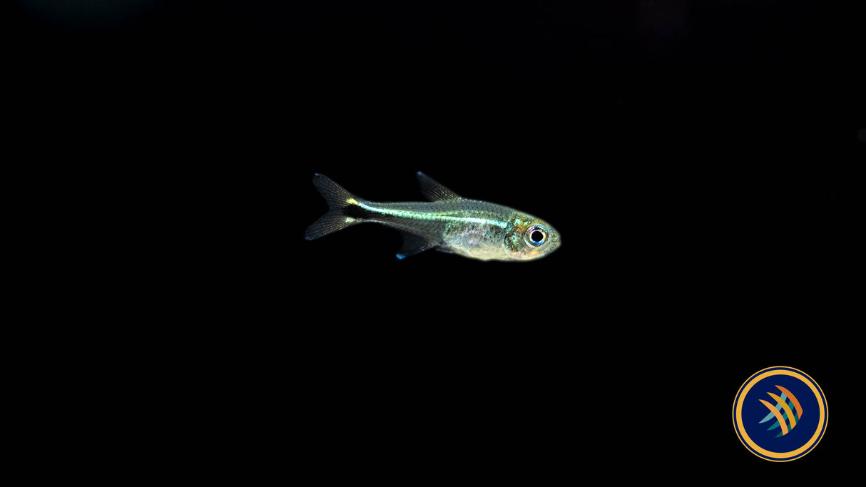 Purple Tetra  (Hyphessobrycon metae)