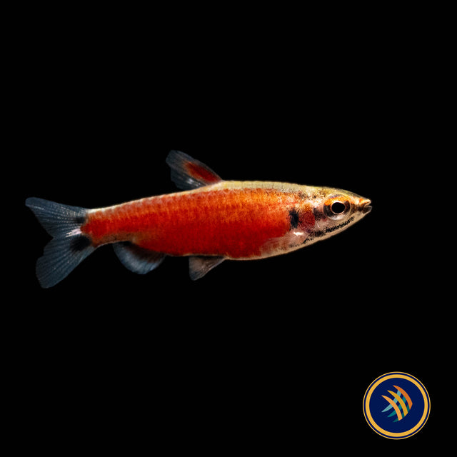 Really Red Pencilfish (Nannostomus sp. Rio Amaya) Medium - Aquarium Glaser | Tetras Rasboras & Pencilfish | Largest Tropical Fish Selection at Your Local Fish Store