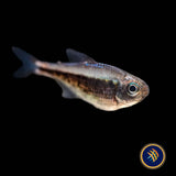 Red Moenkhausia / Rubra Tetra (Moenkhausia rubra)