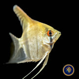 Red Neck Tucano Angelfish (Pterophyllum scalare) 4-5cm | Cichlids Badis & Gouramis | Largest Tropical Fish Selection at Your Local Fish Store