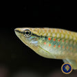 Red Spotted Splashing Tetra (Pyrrhulina obermulleri)