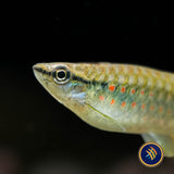 Red Spotted Splashing Tetra (Pyrrhulina obermulleri)