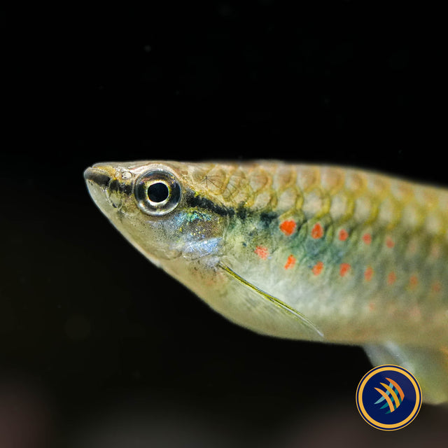 Red Spotted Splashing Tetra (Pyrrhulina obermulleri)