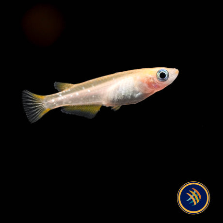 Red Stardust Ricefish (Oryzias latipes)