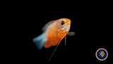 Red Thick Lipped Gourami 4cm Cichlids Badis & Gouramis 