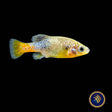 Redtail Goodied (Xenotoca eiseni) 