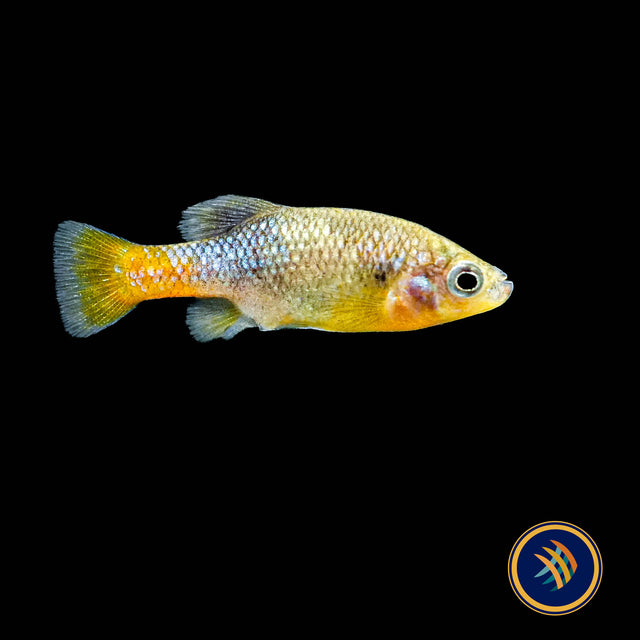 Redtail Goodied (Xenotoca eiseni) 