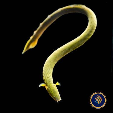 Rope Fish (Erpetoichthys calabaricus) 20cm